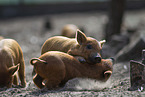 domestic pigs