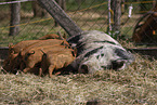 domestic pigs