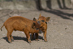 red piglets
