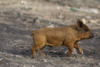 red piglet