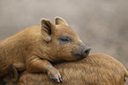 red piglets