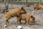 red piglets