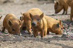 domestic pigs