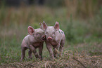 piglets