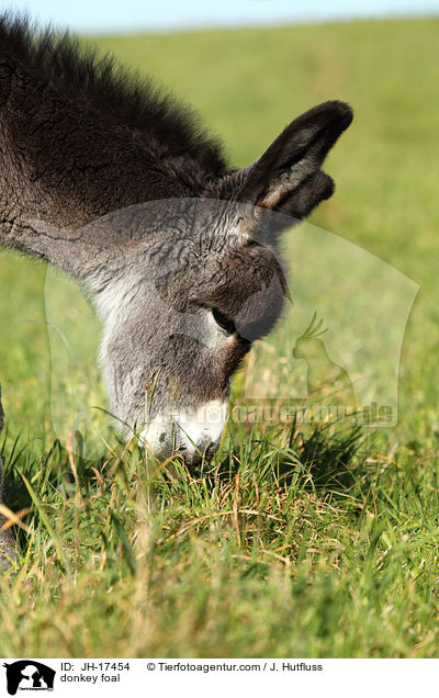 Groesel Fohlen / donkey foal / JH-17454