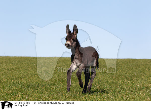 donkey foal / JH-17455
