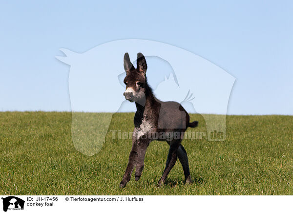 Groesel Fohlen / donkey foal / JH-17456