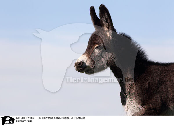 donkey foal / JH-17457
