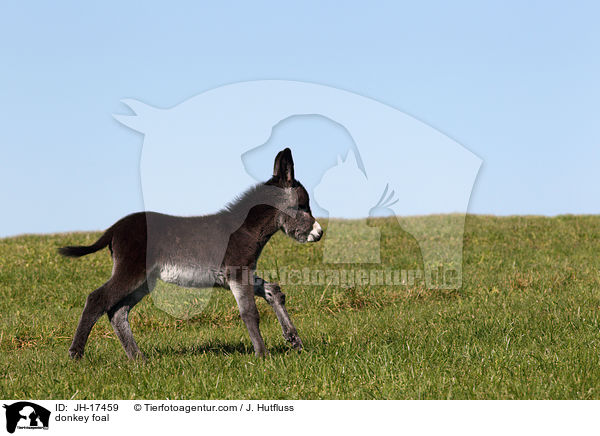 Groesel Fohlen / donkey foal / JH-17459