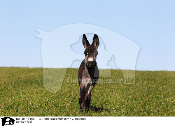Groesel Fohlen / donkey foal / JH-17460