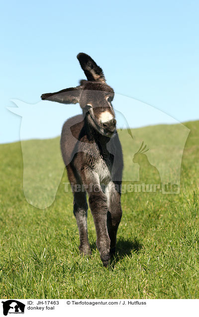 donkey foal / JH-17463