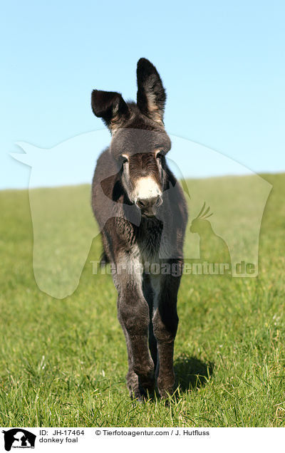donkey foal / JH-17464
