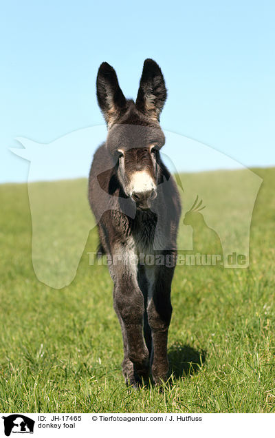 donkey foal / JH-17465