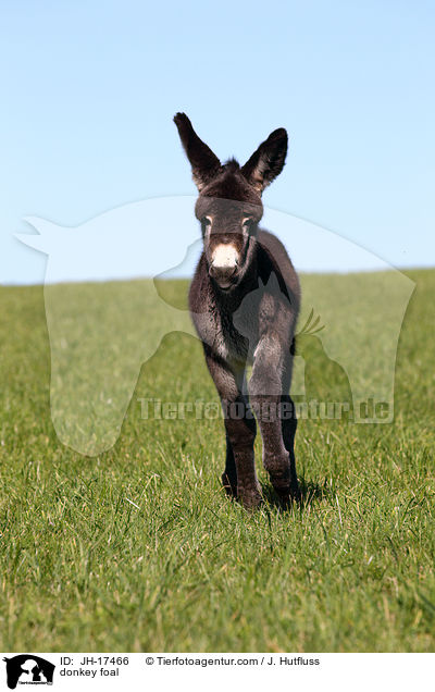 Groesel Fohlen / donkey foal / JH-17466