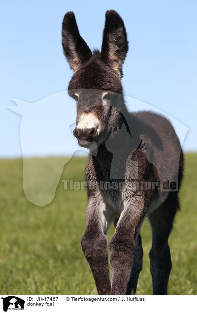 Groesel Fohlen / donkey foal / JH-17467