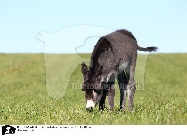 donkey foal / JH-17468