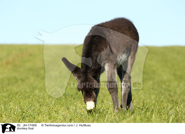 Groesel Fohlen / donkey foal / JH-17469