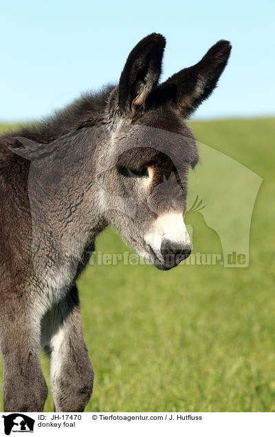 Groesel Fohlen / donkey foal / JH-17470