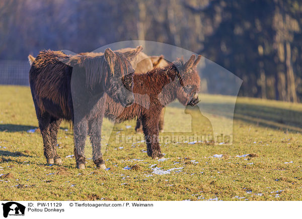 Poitou Donkeys / PW-11129