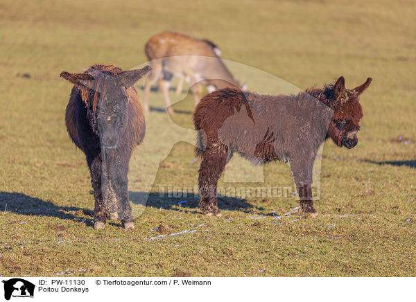 Poitou Donkeys / PW-11130