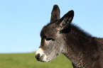 donkey foal