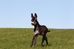 donkey foal