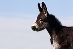 donkey foal