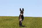 donkey foal