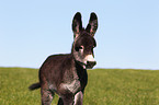 donkey foal