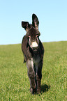 donkey foal