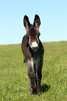 donkey foal