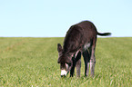 donkey foal