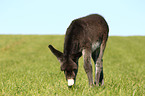 donkey foal