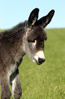 donkey foal