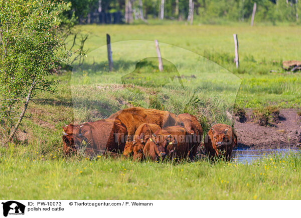 Polnisches Rotvieh / polish red cattle / PW-10073