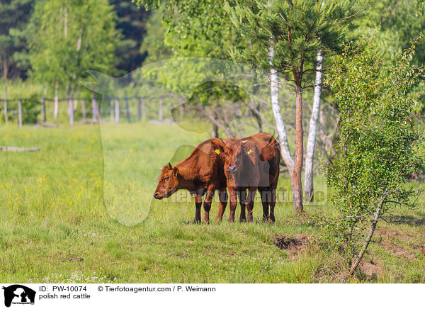 polish red cattle / PW-10074