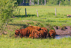polish red cattle