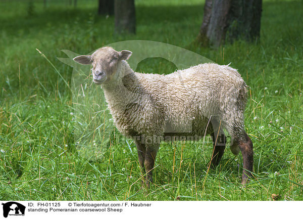stehendes Rauhwolliges Pommersches Landschaf / standing Pomeranian coarsewool Sheep / FH-01125