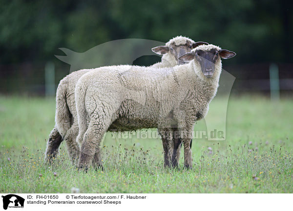 standing Pomeranian coarsewool Sheeps / FH-01650