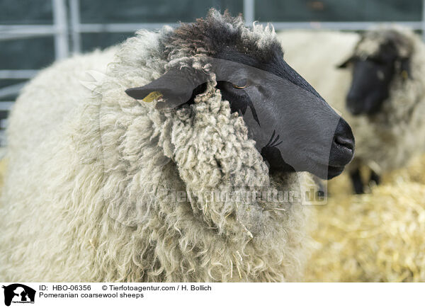 Pomeranian coarsewool sheeps / HBO-06356