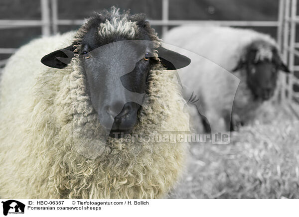 Pomeranian coarsewool sheeps / HBO-06357