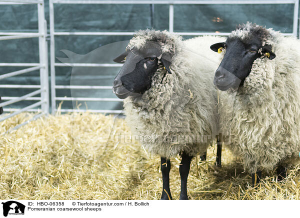 Pomeranian coarsewool sheeps / HBO-06358