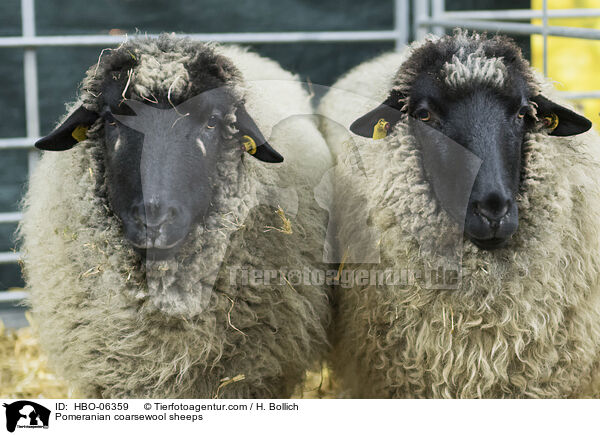 Rauhwolliges Pommersches Landschafe / Pomeranian coarsewool sheeps / HBO-06359