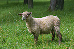 standing Pomeranian coarsewool Sheep