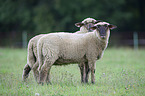 standing Pomeranian coarsewool Sheeps
