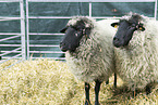 Pomeranian coarsewool sheeps