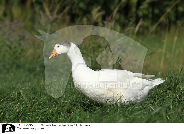 Pomeranian goose / JH-23538