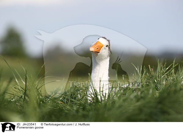 Pommerngans / Pomeranian goose / JH-23541