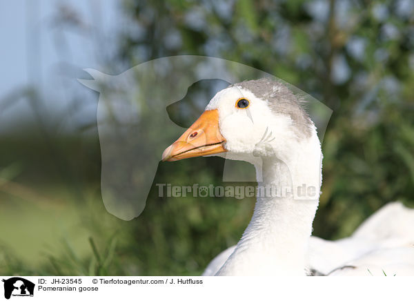 Pomeranian goose / JH-23545