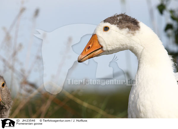 Pomeranian goose / JH-23546